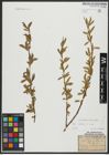 Foto von Salix alba L.